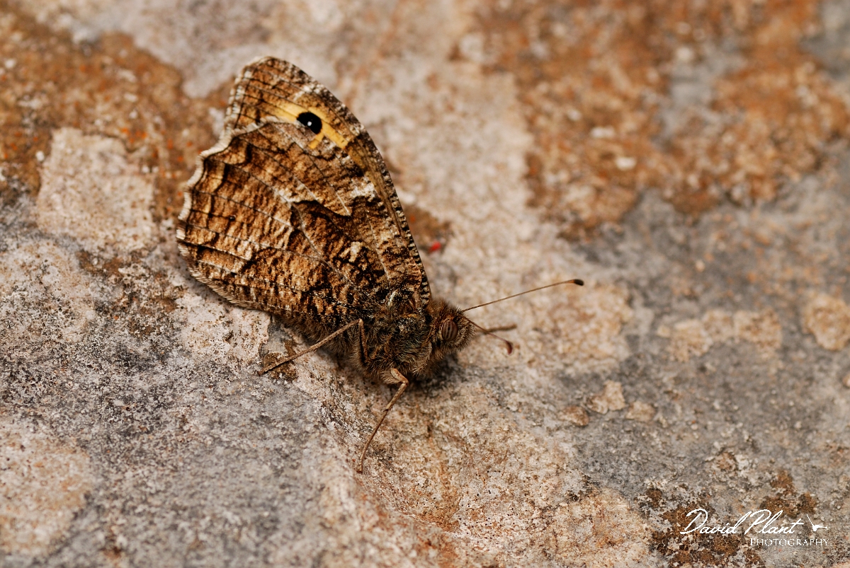 David Plant Photography - Wildlife Photography - Grayling - A.jpg - Grayling - Merthyr Tydfil